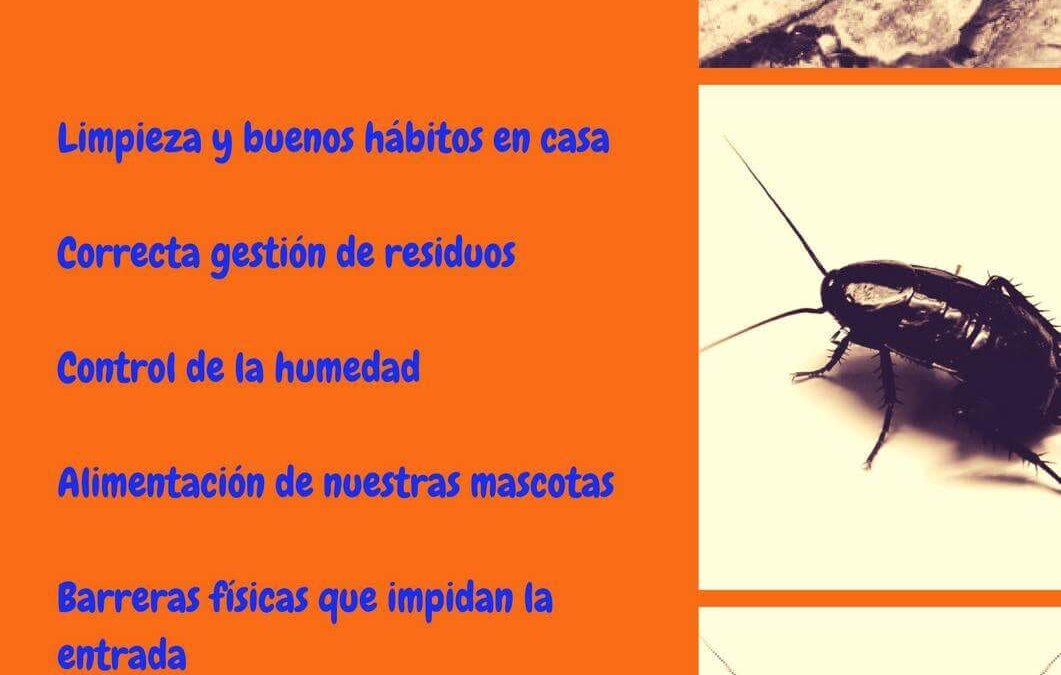 Consejos para combatir la plaga de cucarachas