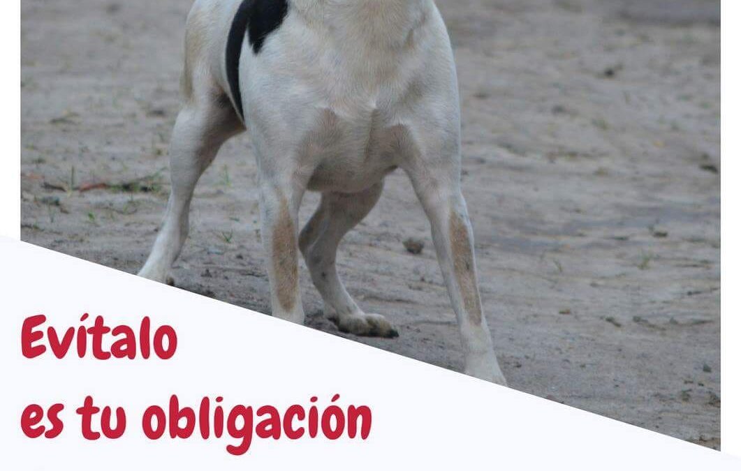 San Martín de la Vega inicia una campaña de concienciación de tenencia de animales
