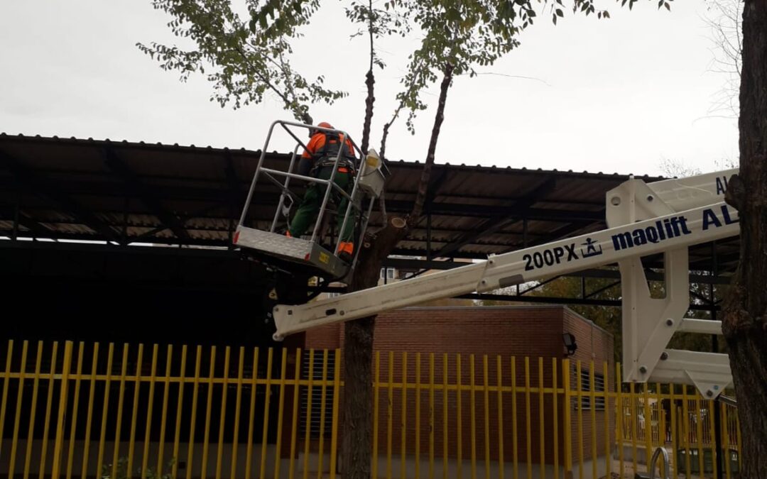 Comienza la campaña anual de poda y plantación de arbolado en diferentes calles del municipio