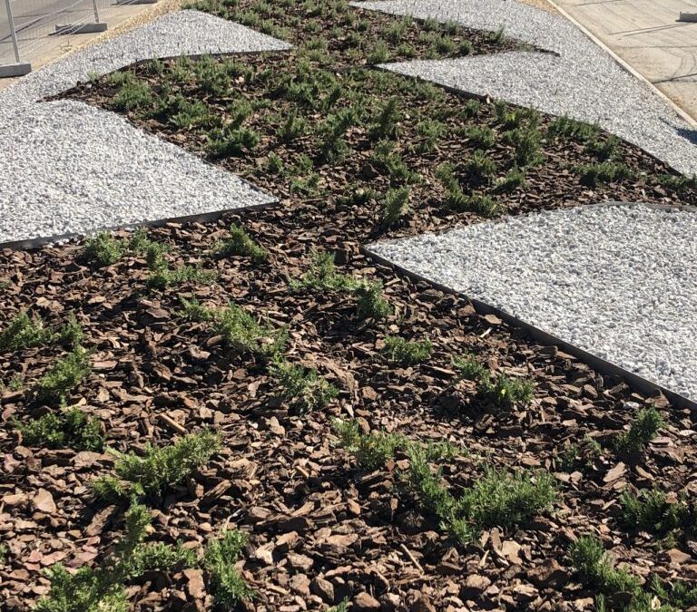 Finalizan los trabajos del parterre central de Avda. Paseo de Argentina
