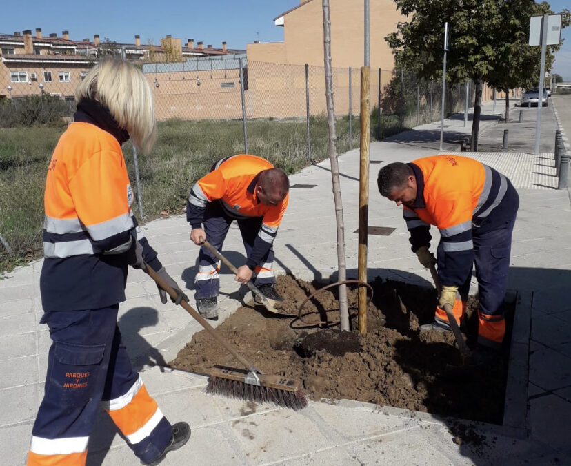 Comienza la campaña anual de poda y plantación  de arbolado en diferentes calles del municipio