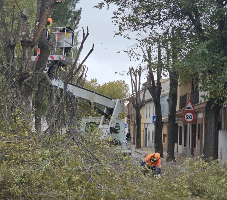 El Ayuntamiento inicia la campaña anual de poda con intervenciones en más de 360 ejemplares