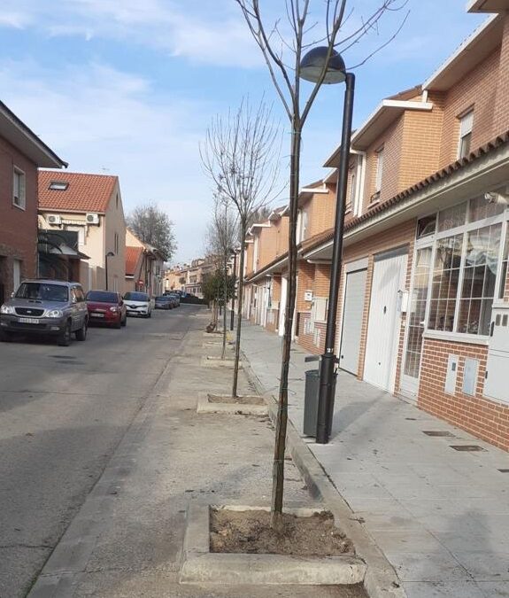 El Ayuntamiento inicia su campaña anual de plantación de arboles
