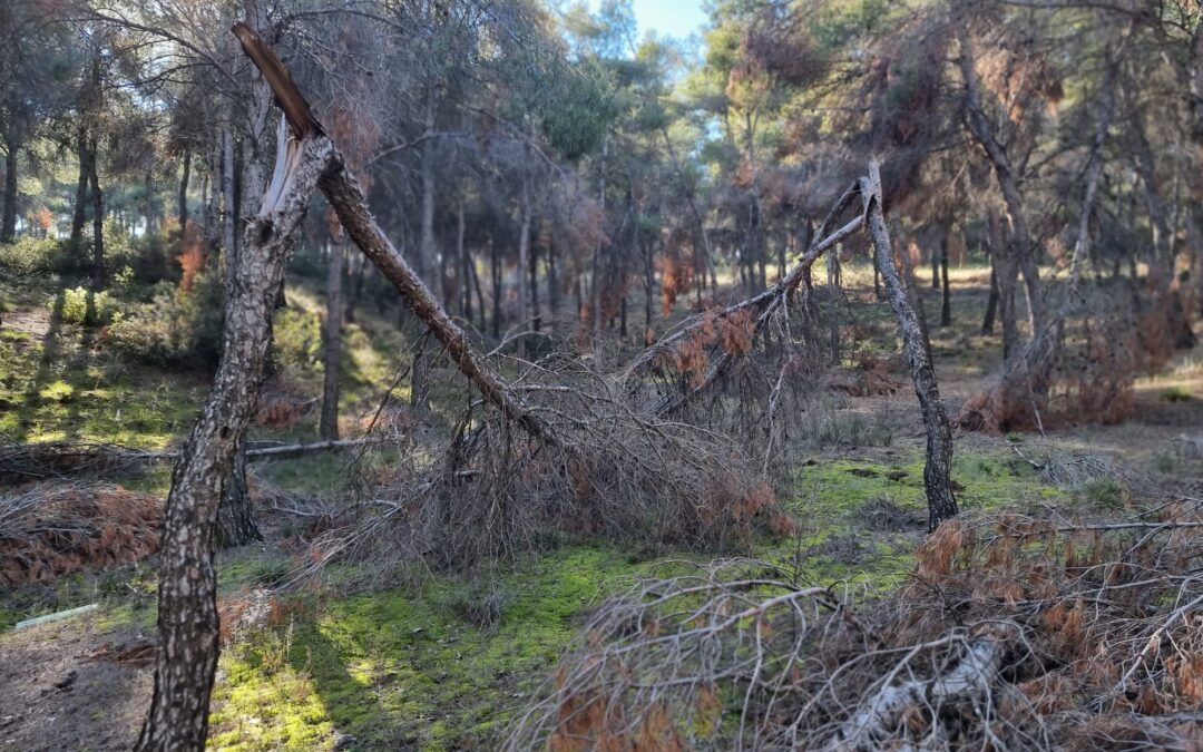 San Martín de la Vega reclama por cuarta vez la limpieza de 364 hectáreas de bosque
