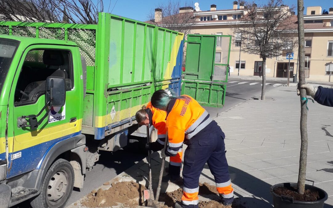 San Martín de la Vega inicia  una nueva campaña de plantación de 120 nuevos árboles en más de una veintena de calles