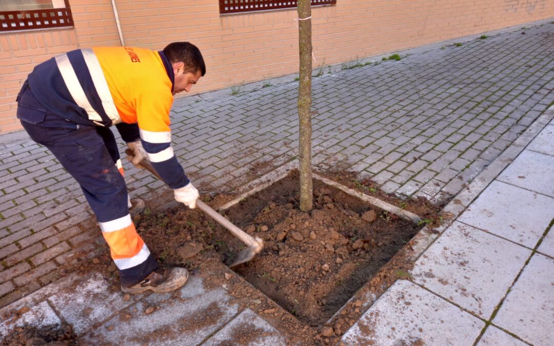 San Martín de la Vega inicia la plantación de 210 nuevos árboles en 50 calles